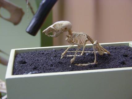 Tiny rodent skeleton<br>Location: <a href="https://www.google.com/maps/search/?api=1&query=38.89096,-77.02601" target="_new">Smithsonian National Museum of Natural History</a>